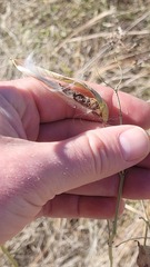 Asclepias subverticillata
