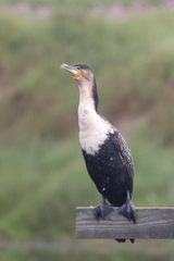Phalacrocorax carbo lucidus