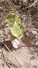Acourtia nana