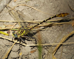 Dromogomphus spoliatus