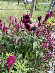 Celosia