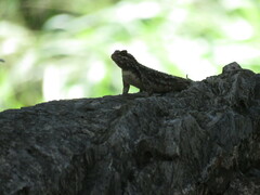 Sceloporus melanorhinus