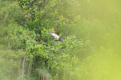 Polyboroides typus typus