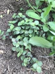 Callisia repens