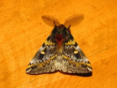 Ormiscodes schmidtnielseni