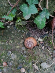 Helix pomatia