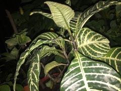 Aphelandra squarrosa