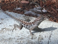 Anolis lineatus