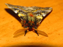 Ormiscodes schmidtnielseni