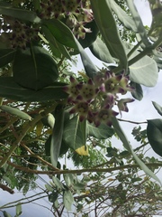 Calotropis