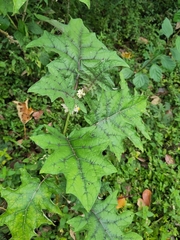 Solanum stramoniifolium