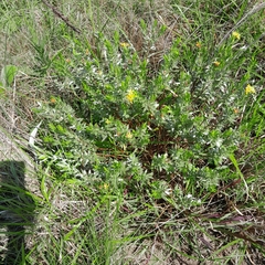 Lasiosiphon splendens