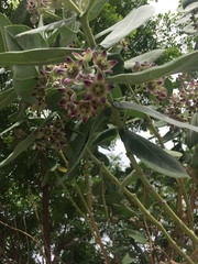 Calotropis gigantea