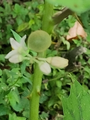Solanum stramoniifolium
