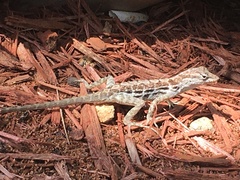 Anolis lineatus