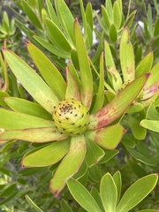 Leucadendron gandogeri