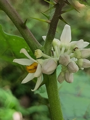 Solanum stramoniifolium