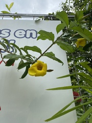 Allamanda