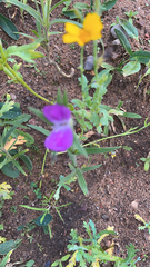Collinsia sparsiflora