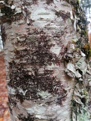 Frullania eboracensis