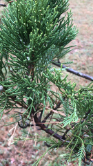 Juniperus chinensis