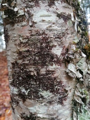 Frullania eboracensis