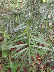 Podocarpus latifolius