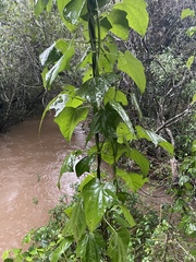 Mikania cordifolia