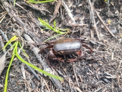 Potamonautes brincki
