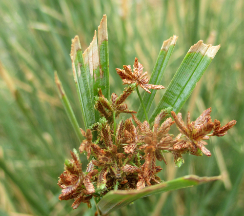 Cyperus alternifolius