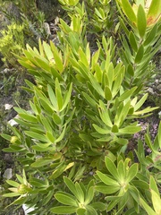 Leucadendron gandogeri