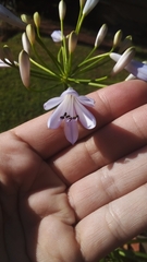 Agapanthus