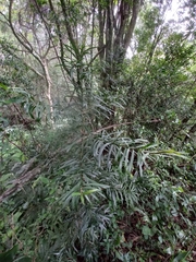 Podocarpus latifolius