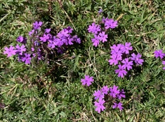 Glandularia selloi