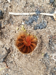 Phyllalia patens