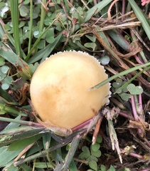 Amanita persicina