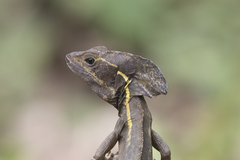 Basiliscus