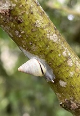 Drymaeus interpunctus