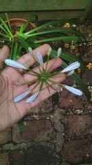 Agapanthus
