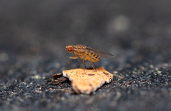 Drosophila