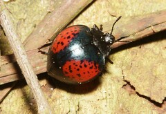 Erotylidae