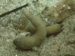 Phascolosoma annulatum