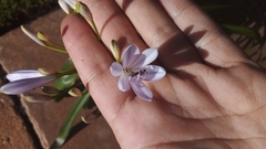 Agapanthus