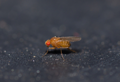 Drosophila