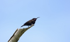 Chalcomitra amethystina