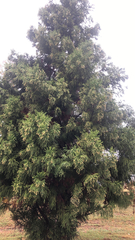 Cryptomeria japonica