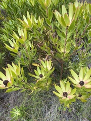 Leucadendron gandogeri
