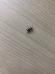 Thanasimus formicarius