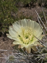 Trichocereus chiloensis