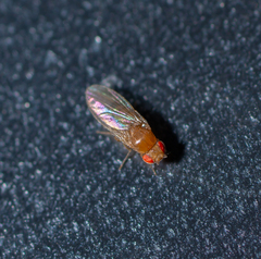 Drosophila